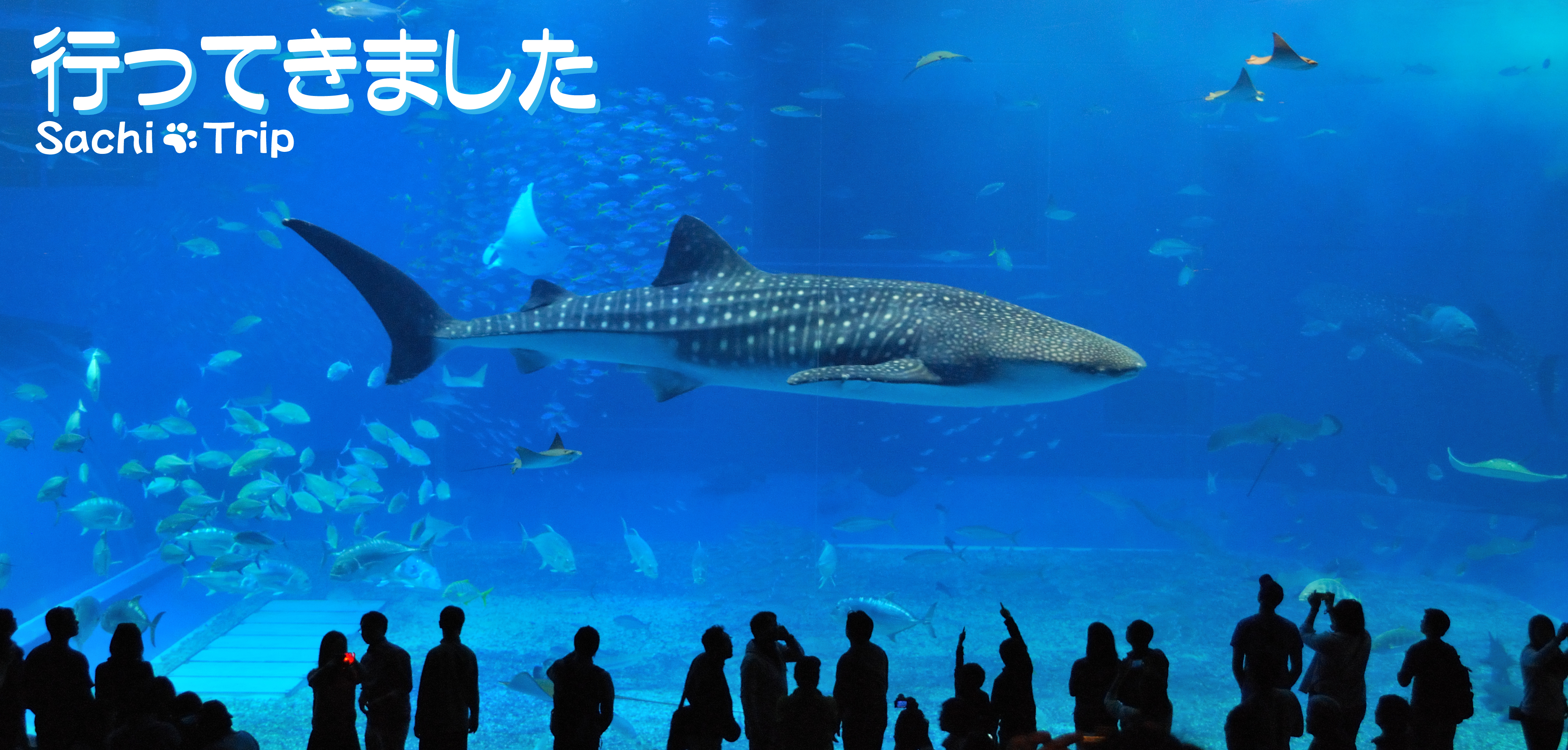美ら海水族館